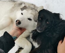 Фонд Бездомных.нет: Спасение и забота о животных – Наше общее дело