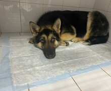 Фонд Бездомных.нет: Спасение и забота о животных – Наше общее дело