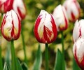Откройте для себя волшебство тюльпанов!