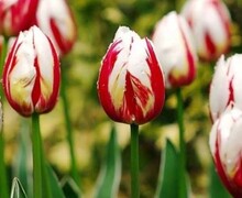 Остров подарков 65