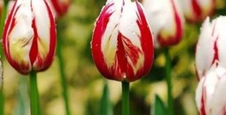 Откройте для себя волшебство тюльпанов!