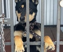 Фонд Бездомных.нет: Спасение и забота о животных – Наше общее дело
