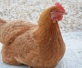 Прокуратура взяла на контроль ситуацию с массовой гибелью птицы на птицефабрике Островной
