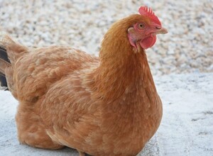 Прокуратура взяла на контроль ситуацию с массовой гибелью птицы на птицефабрике Островной