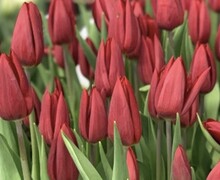 Откройте для себя волшебство тюльпанов!