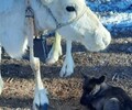 У оленей на севере Сахалина начали появляться детёныши