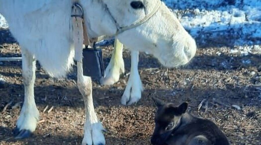 У оленей на севере Сахалина начали появляться детёныши
