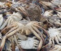 Двое сахалинцев незаконно добыли крабов на 2,3 миллиона рублей