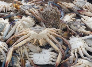 Двое сахалинцев незаконно добыли крабов на 2,3 миллиона рублей