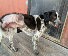 Фонд Бездомных.нет: Спасение и забота о животных – Наше общее дело