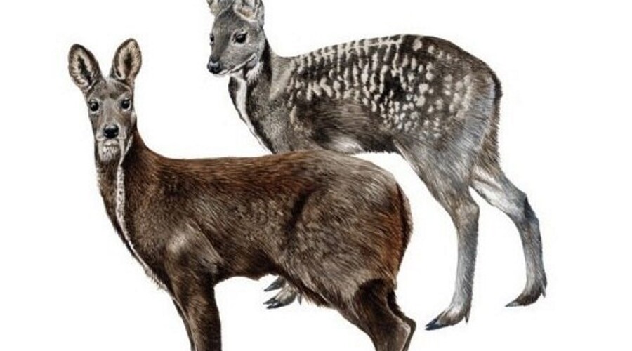 Поздно вечером в Южно-Сахалинске спасали дикую кабаргу, которая забрела в город