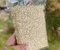 Кедровые орешки