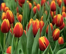 Откройте для себя волшебство тюльпанов!