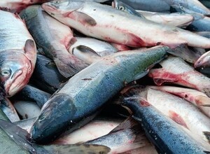 Сахалинцы и курильчане купили 727,7 тонн дешевой свежевыловленной рыбы