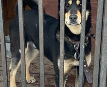 Фонд Бездомных.нет: Спасение и забота о животных – Наше общее дело
