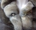 Шубы/Женская одежда/Обувь/Сумки/Аксесуары!