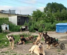 Фонд Бездомных.нет: Спасение и забота о животных – Наше общее дело