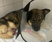 Фонд Бездомных.нет: Спасение и забота о животных – Наше общее дело