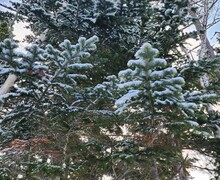 Загородный гостевой комплекс “A-Frame Сахалин (Скидка 5%)