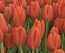 Откройте для себя волшебство тюльпанов!