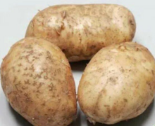Продаются семена картофеля сорта; Зекура и Санта.