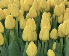 Откройте для себя волшебство тюльпанов!