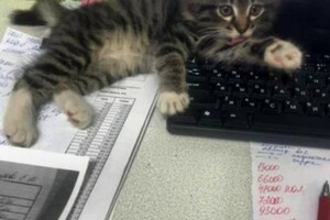 Потерялся котенок. Долинск.