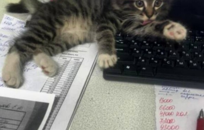 Потерялся котенок. Долинск.