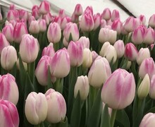 Откройте для себя волшебство тюльпанов!
